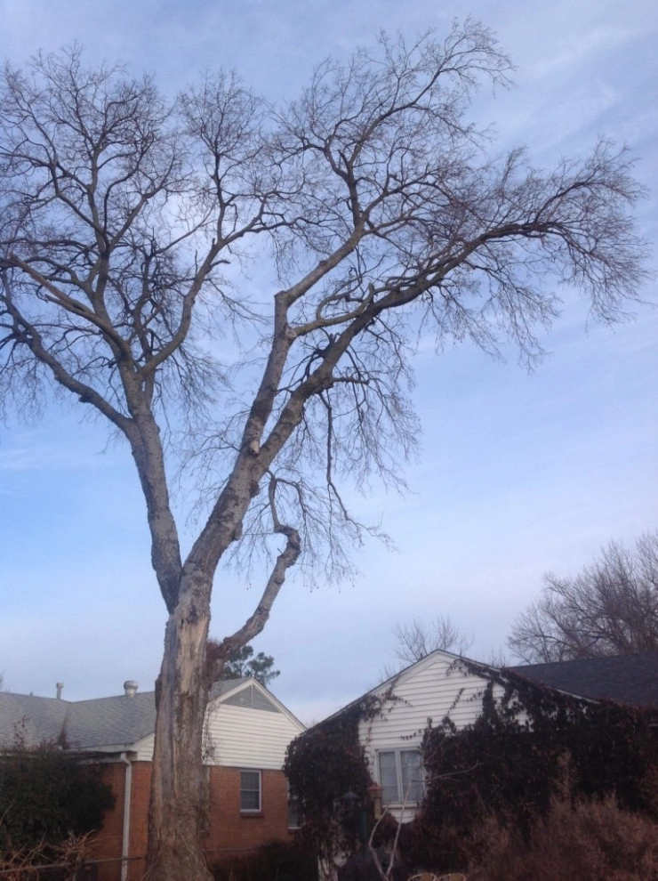 Tree Cutting by Cut Right Landscape And Tree - Photo 13