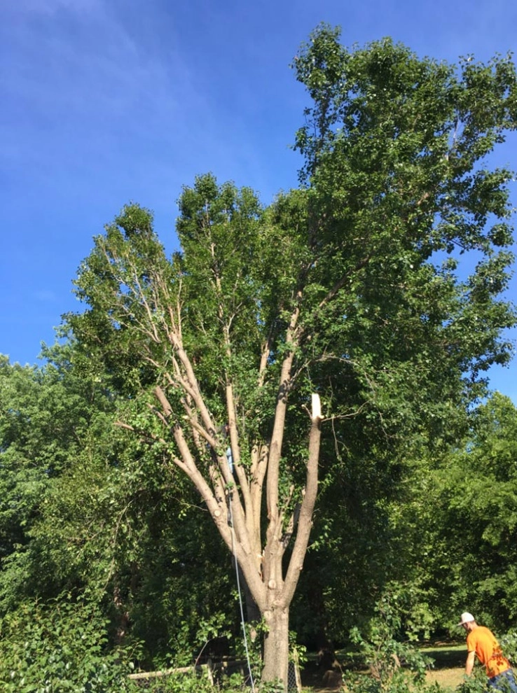 Tree Cutting by Cut Right Landscape And Tree - Photo 23