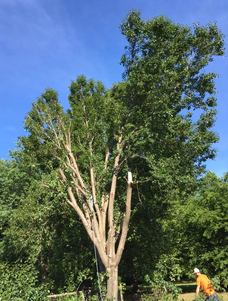 Cut Right Landscape And Tree - Photo 7