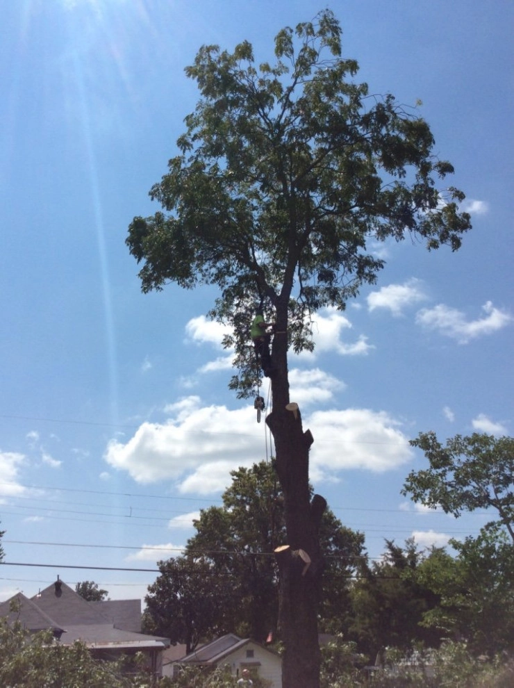 Tree Cutting by Cut Right Landscape And Tree - Photo 7
