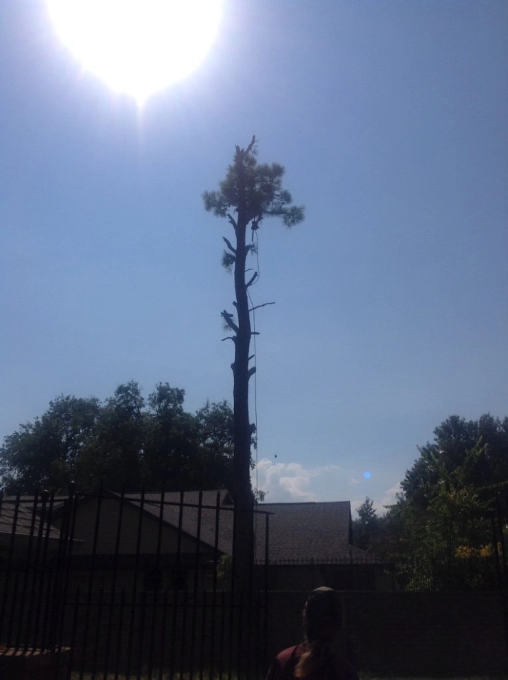 Tree Cutting by Cut Right Landscape And Tree - Photo 20