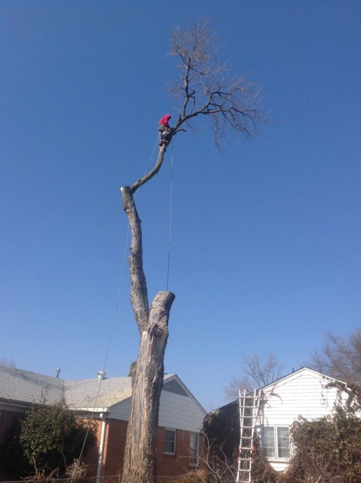 Tree Cutting by Cut Right Landscape And Tree - Photo 11