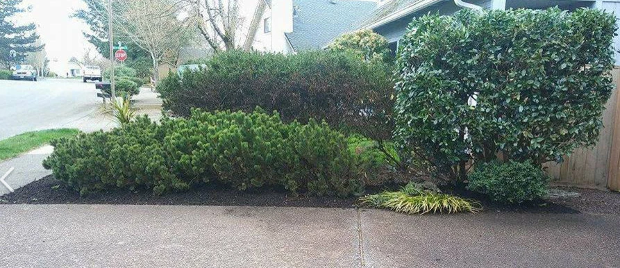 Sal & Kelly's Lawn Maintenance - Photo 10