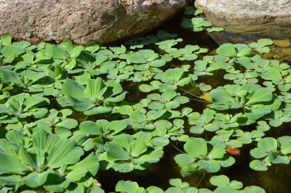 Omaha water features by Scott Designs - Hardscapes And Water Features - Photo 32