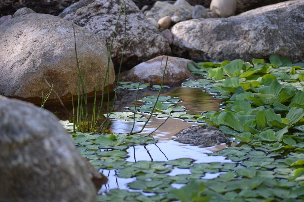 Omaha water features by Scott Designs - Hardscapes And Water Features - Photo 62
