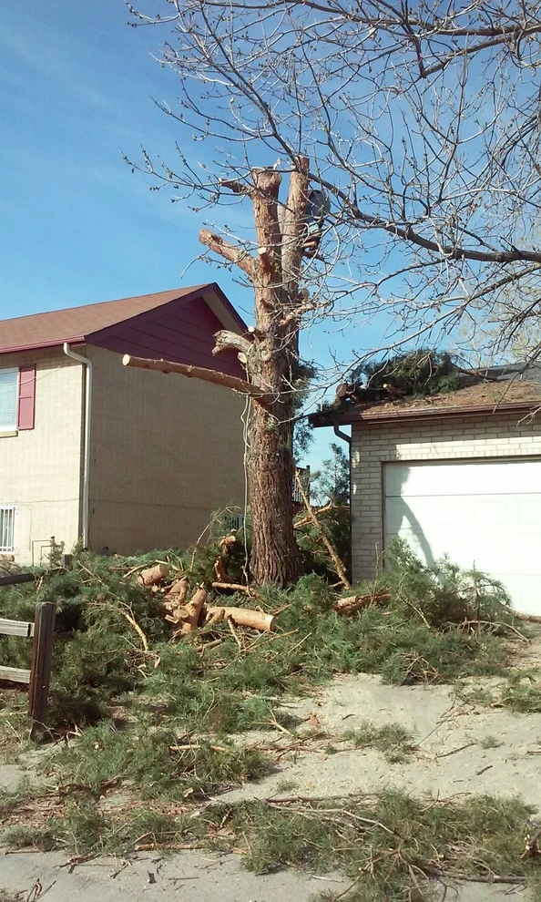 Tree Services by Wright Tree, Lawn & Landscape Care - Photo 13