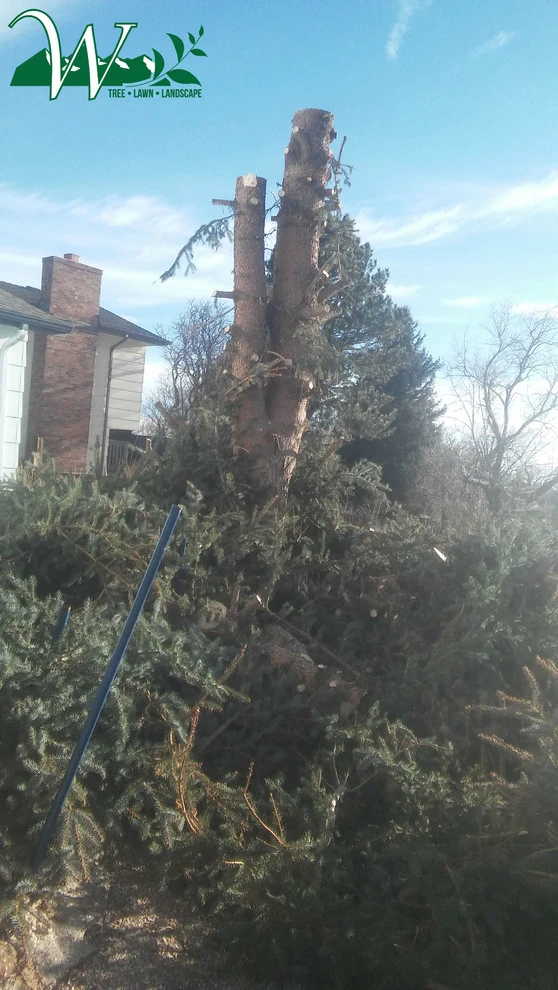 Tree Services by Wright Tree, Lawn & Landscape Care - Photo 12