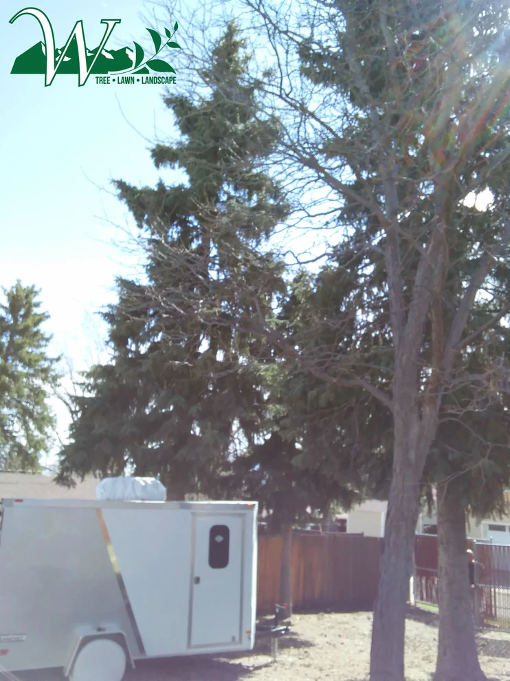 Tree Services by Wright Tree, Lawn & Landscape Care - Photo 17