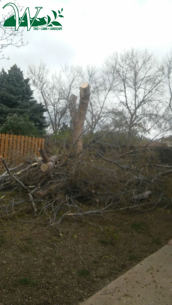 Tree Services by Wright Tree, Lawn & Landscape Care - Photo 20
