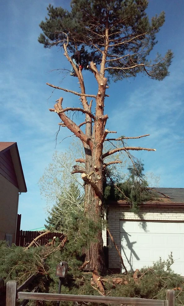 Tree Services by Wright Tree, Lawn & Landscape Care - Photo 7