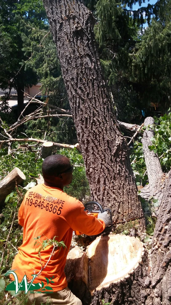Tree Services by Wright Tree, Lawn & Landscape Care - Photo 18