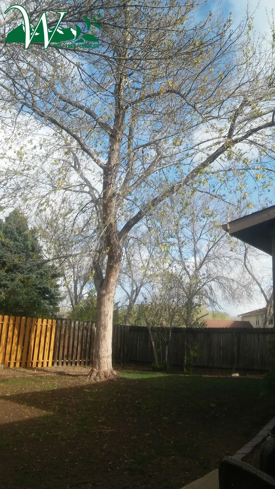 Tree Services by Wright Tree, Lawn & Landscape Care - Photo 5