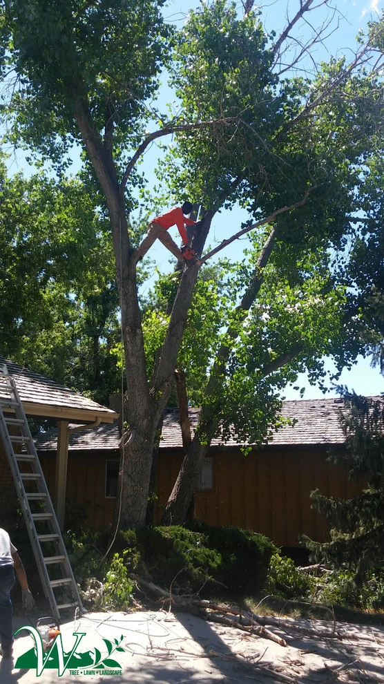 Tree Services by Wright Tree, Lawn & Landscape Care - Photo 27
