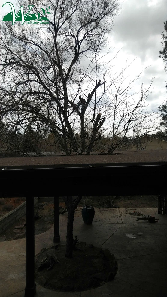 Tree Services by Wright Tree, Lawn & Landscape Care - Photo 3