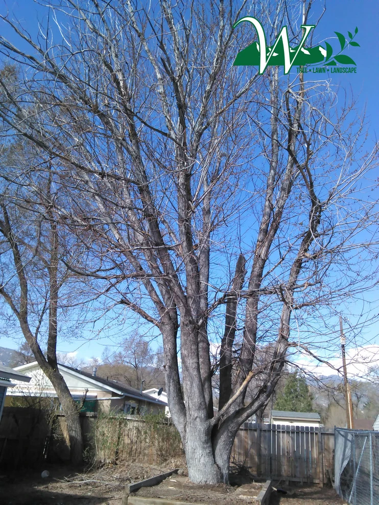 Tree Services by Wright Tree, Lawn & Landscape Care - Photo 4