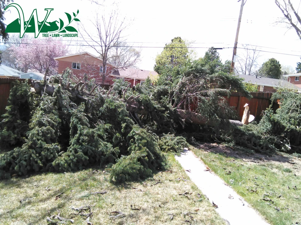 Tree Services by Wright Tree, Lawn & Landscape Care - Photo 10