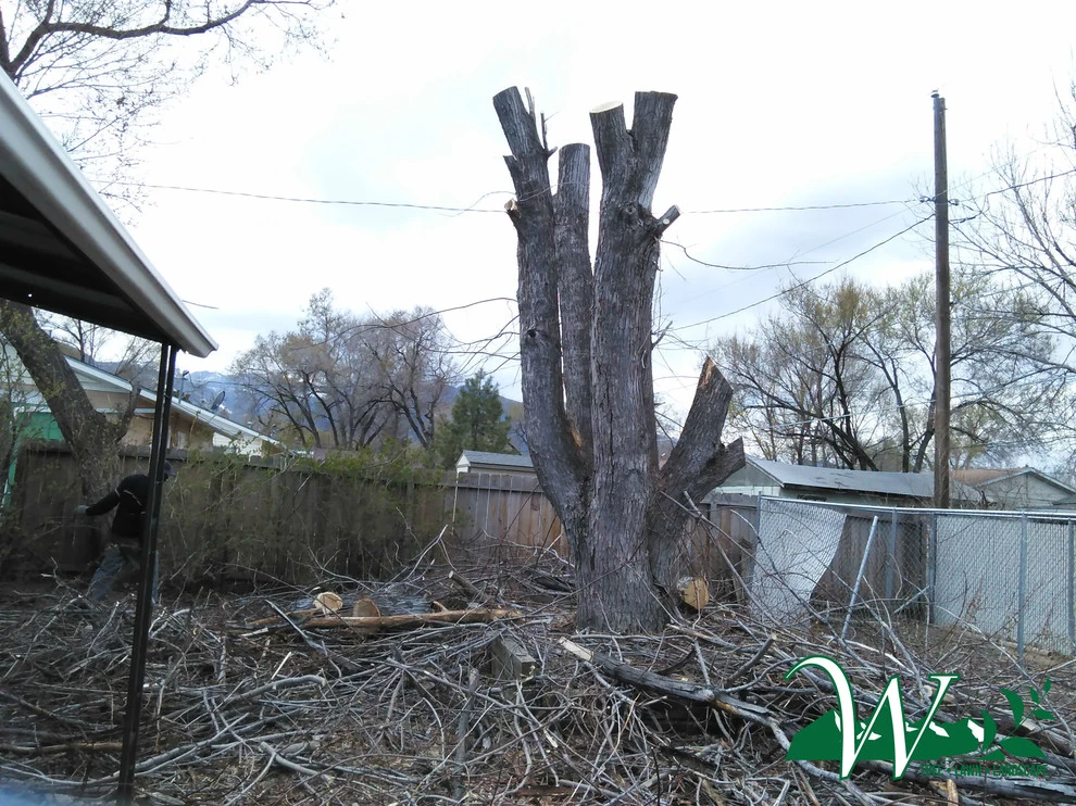 Tree Services by Wright Tree, Lawn & Landscape Care - Photo 15