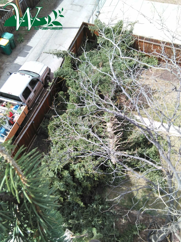 Tree Services by Wright Tree, Lawn & Landscape Care - Photo 8