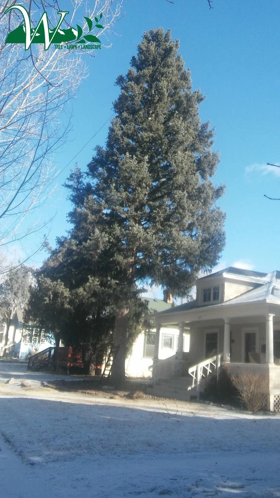 Tree Services by Wright Tree, Lawn & Landscape Care - Photo 6