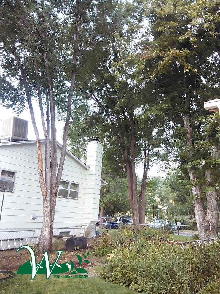 Tree Services by Wright Tree, Lawn & Landscape Care - Photo 23