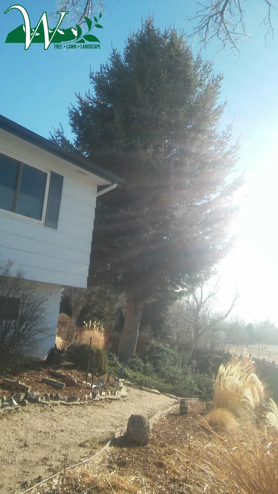 Tree Services by Wright Tree, Lawn & Landscape Care - Photo 26