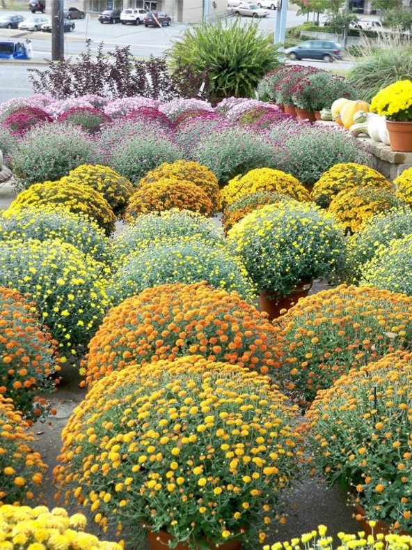 Warren Family Garden Center - Photo 2