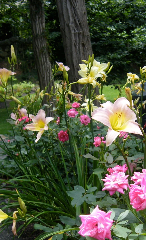 Perennial Gardens by Angela Rose Gardens LLC - Photo 8