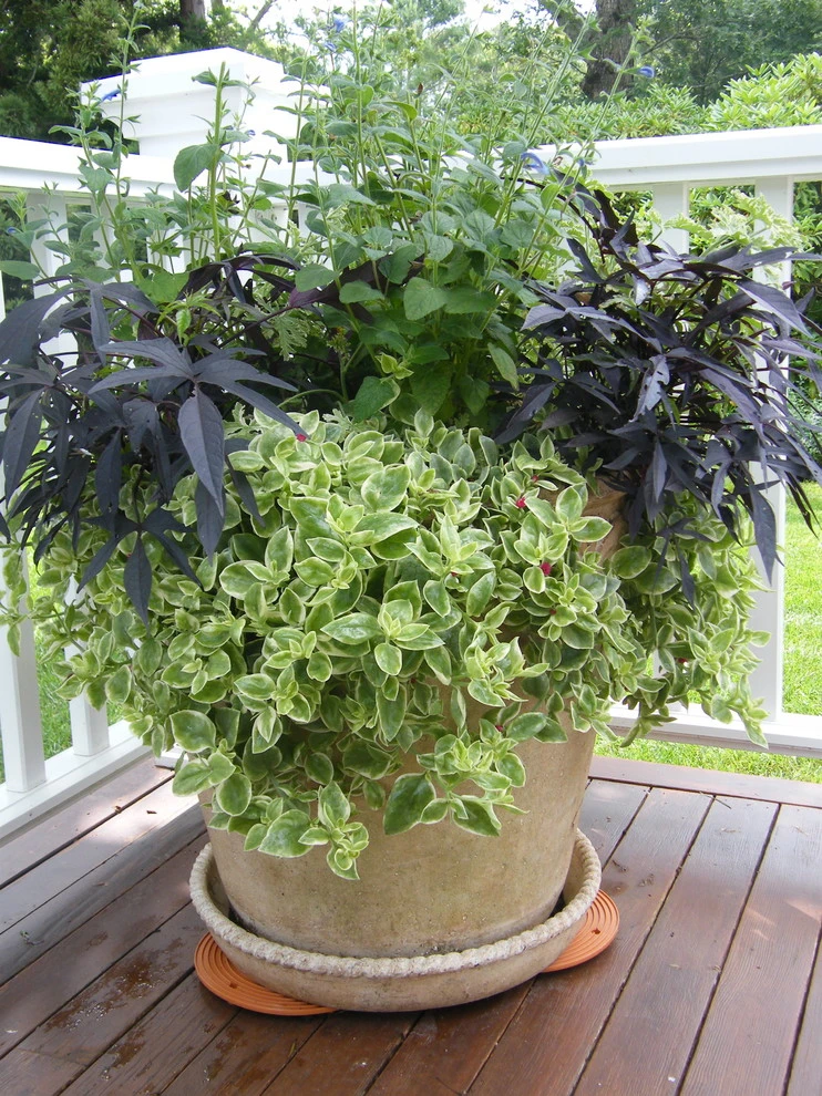 Container Gardens by Angela Rose Gardens LLC - Photo 5