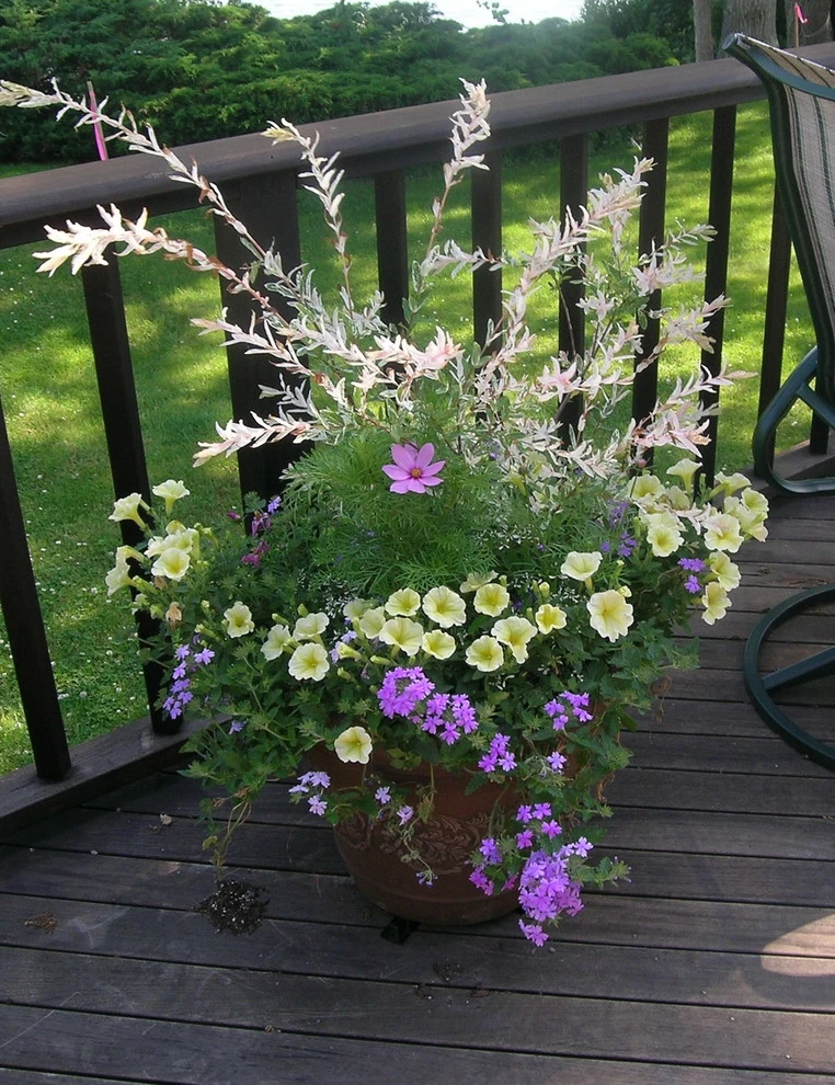 Container Gardens by Angela Rose Gardens LLC - Photo 7