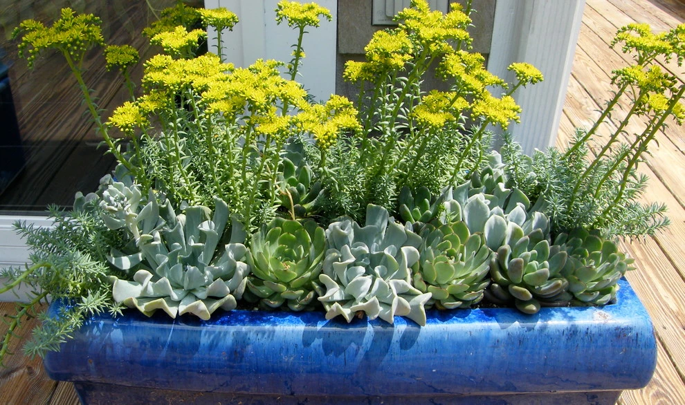 Container Gardens by Angela Rose Gardens LLC - Photo 13