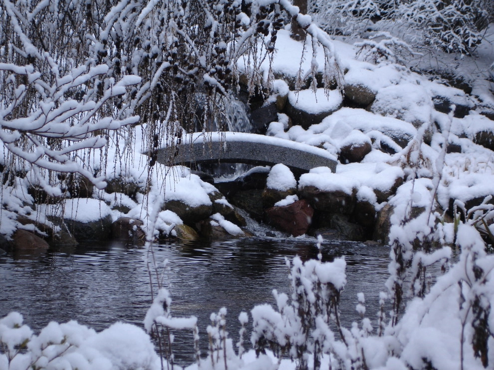 Winter Images by Daryl Toby - AguaFina Gardens International - Photo 5
