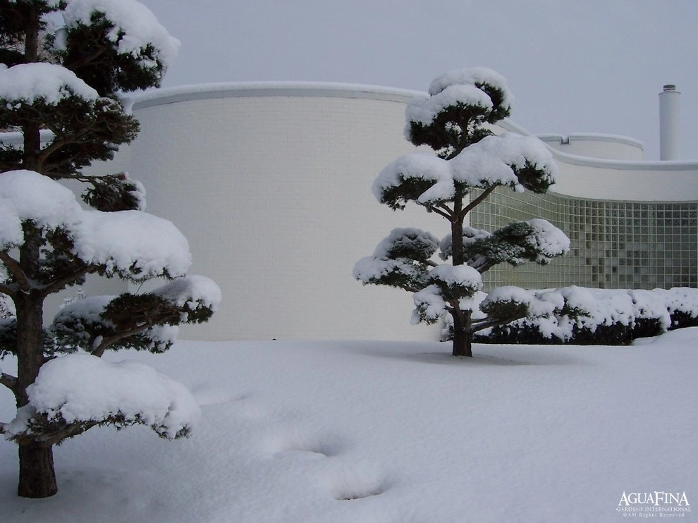 Winter Images by Daryl Toby - AguaFina Gardens International - Photo 3