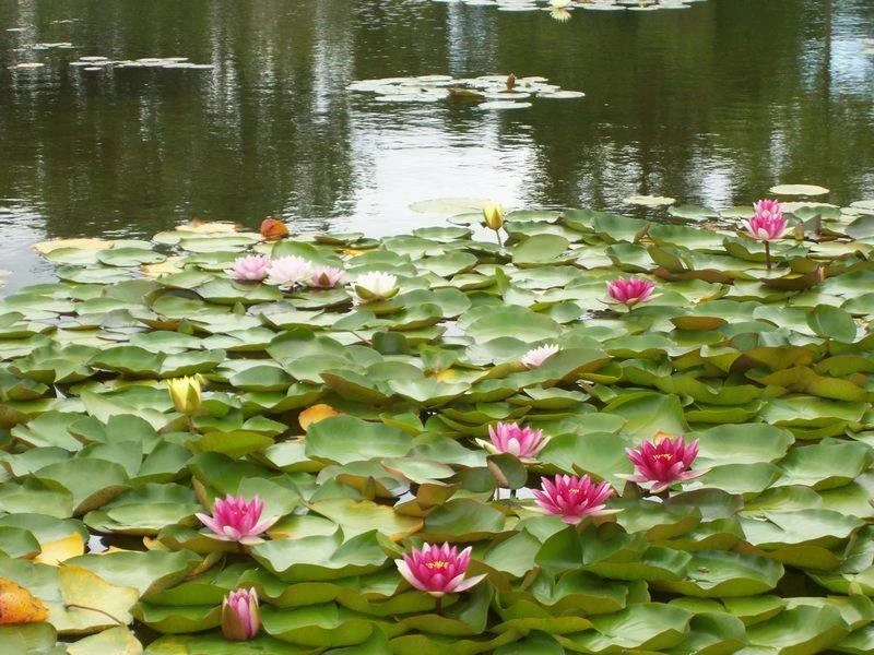 Beaver Pond Lawn & Landscape Ltd - Photo 7