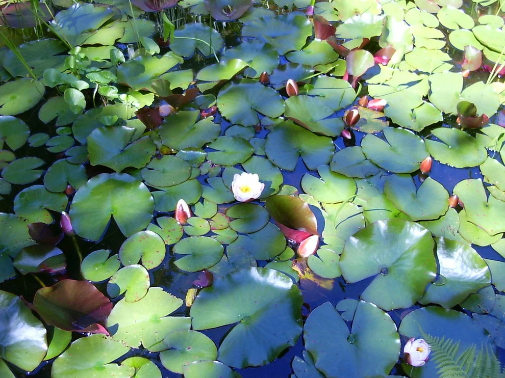 Botanical Gardens by BEvolved Consulting - Photo 10