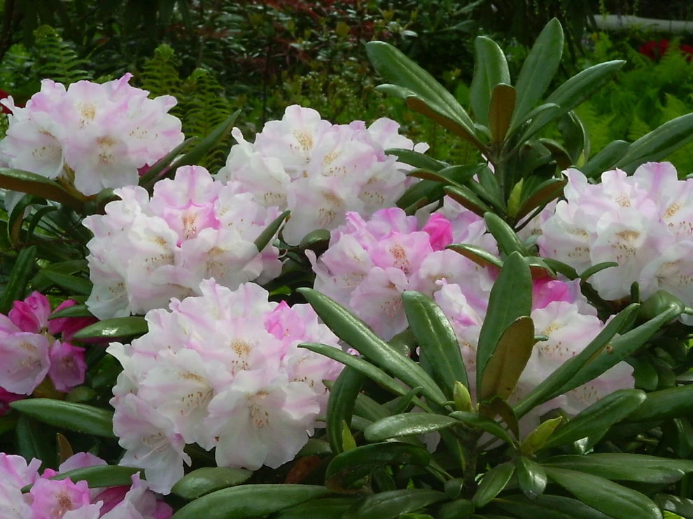Botanical Gardens by BEvolved Consulting - Photo 9