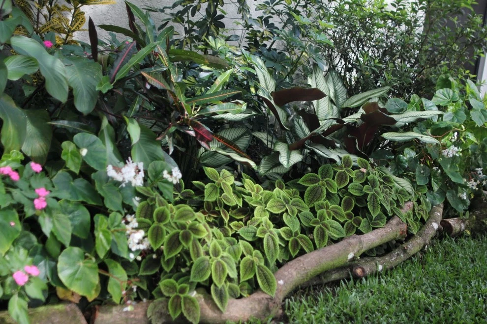 El Valle Tropical Garden by Bloom Sarasota - Photo 6