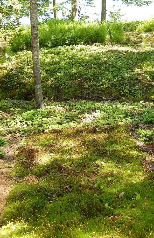 A Maritime Woodland Garden by Ann Kearsley Design - Photo 6