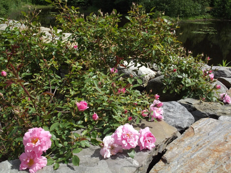 Ann Kearsley Design - Photo 3