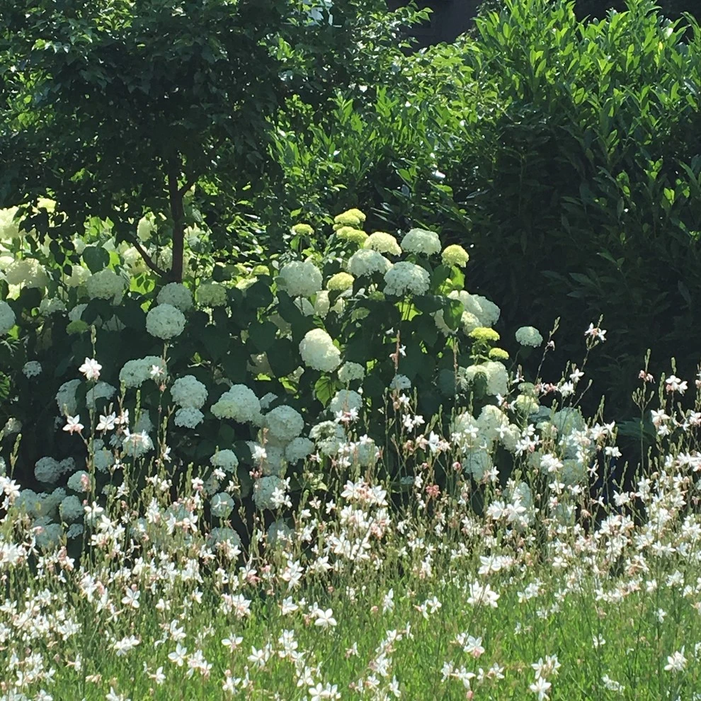 Gardens by Annabelle Sailer Garden Design - Photo 20
