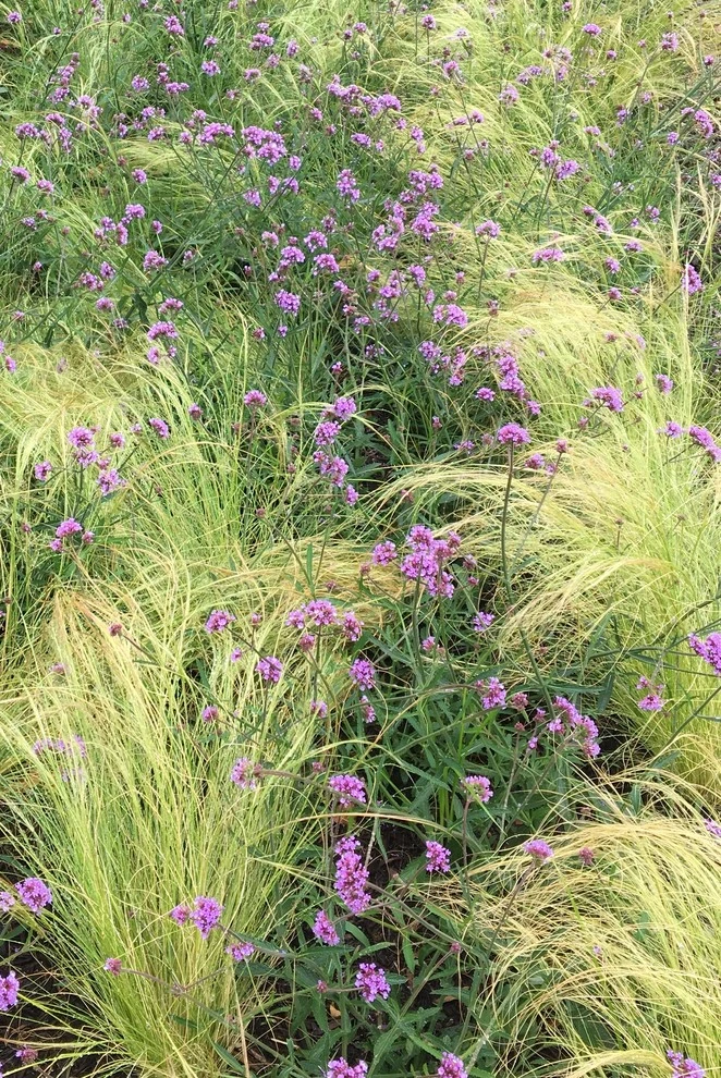Gardens by Annabelle Sailer Garden Design - Photo 19