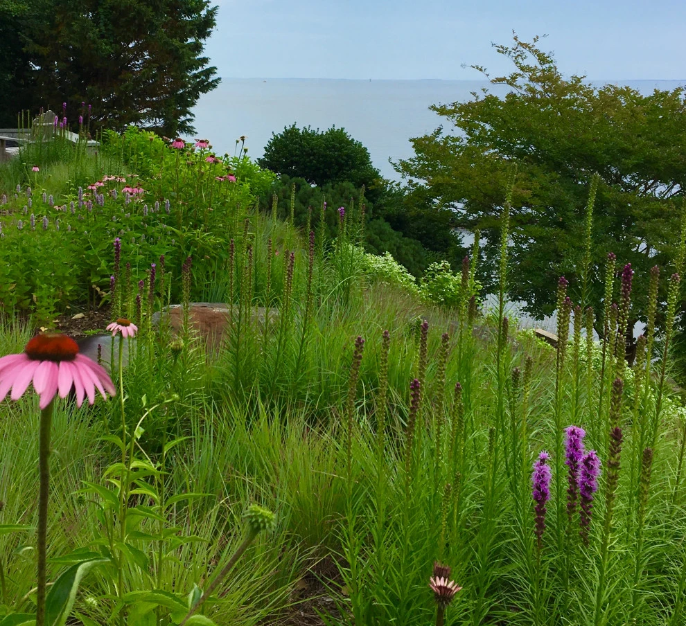 Gardens by Annabelle Sailer Garden Design - Photo 5