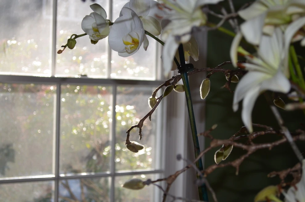 Floral Design by Annabelle Sailer Garden Design - Photo 4