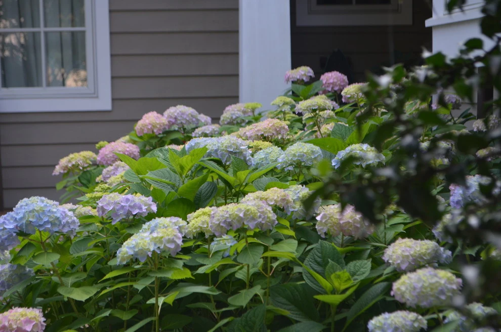 Back Creek Annapolis by Annabelle Sailer Garden Design - Photo 9