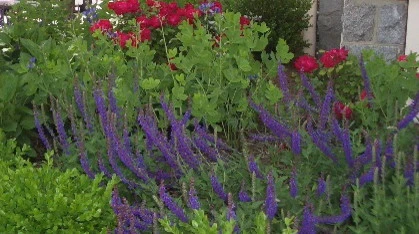 Murray Hill Annapolis by Annabelle Sailer Garden Design - Photo 7