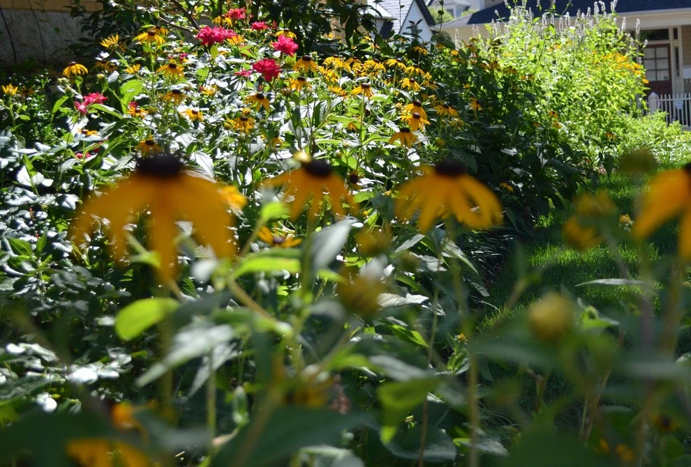 Murray Hill Annapolis by Annabelle Sailer Garden Design - Photo 3