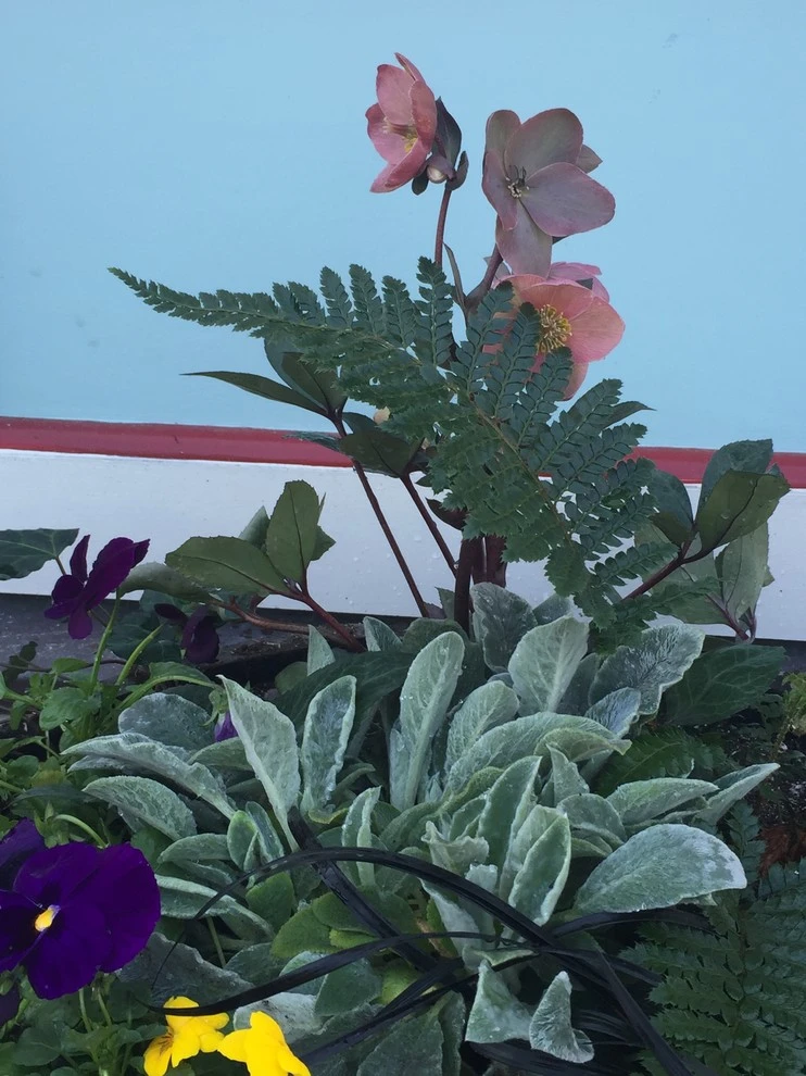 Planters by Annabelle Sailer Garden Design - Photo 3