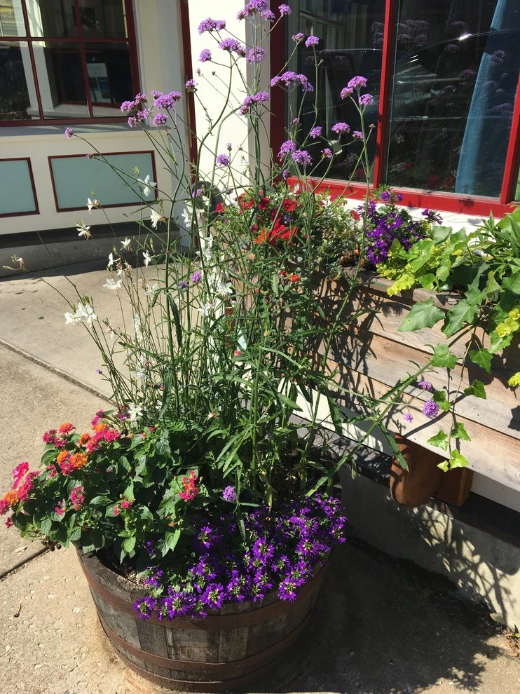 Annabelle Sailer Garden Design - Photo 4