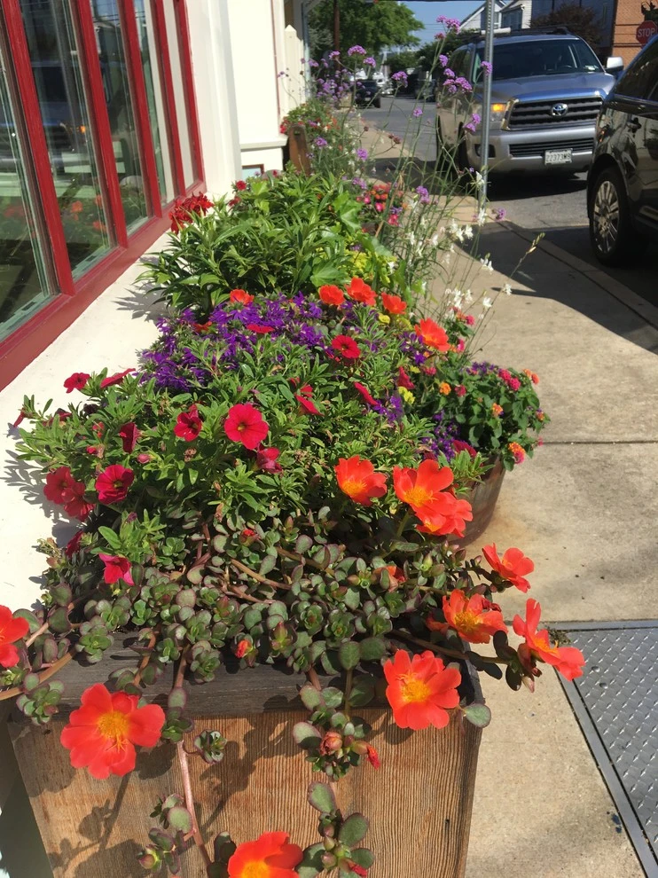 Planters by Annabelle Sailer Garden Design - Photo 4