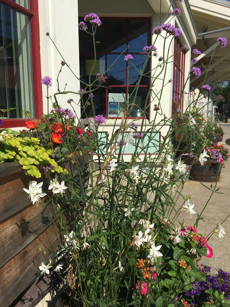 Planters by Annabelle Sailer Garden Design - Photo 2