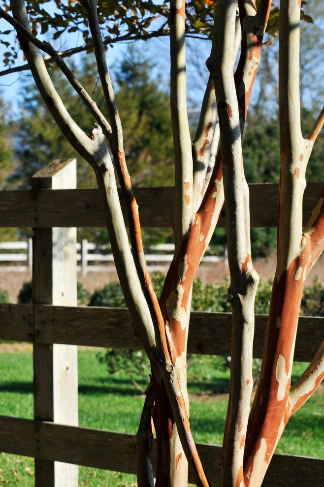 Modern Rustic Sagaponack by Davis Landscape Design LLC - Photo 9